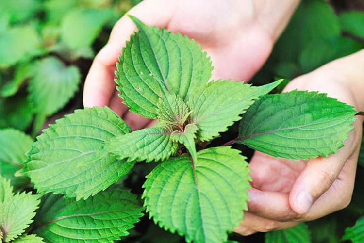 Hình minh hoạ/ Nguồn: Internet