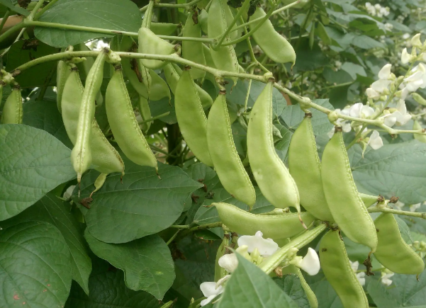 Đậu ván trắng giúp giải độc. Ảnh SK&amp;ĐS