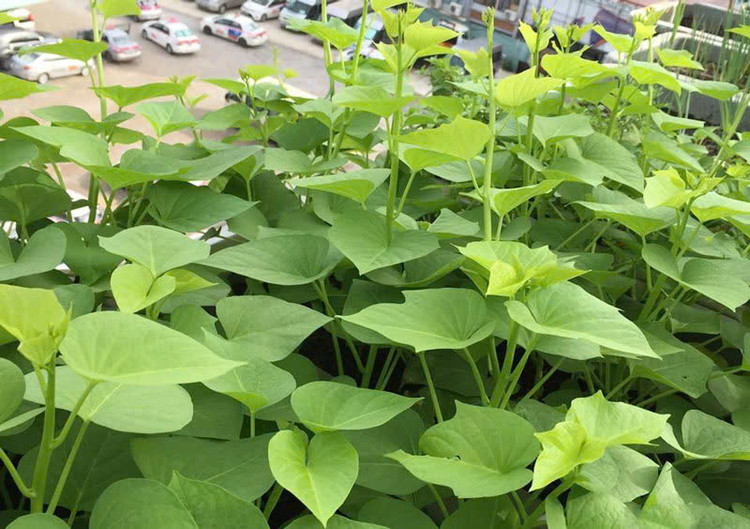 Rau lang có hàm lượng chất xơ rất cao cùng nhiều chất dinh dưỡng nên có khả năng phòng ngừa và điều trị được khá nhiều bệnh lý. Ảnh Internet