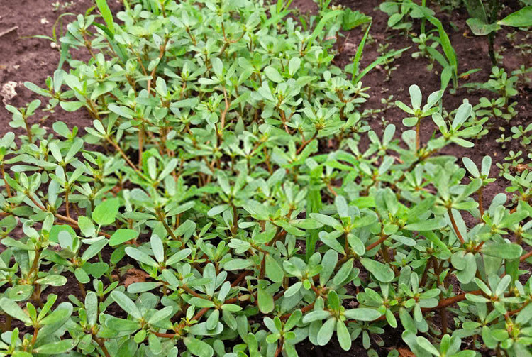 Rau sam thường mọc như cỏ, bạn có thể dễ dàng nhổ ở trong vườn. Rau sam là loại có tán lá rộng, phát triển mạnh vào mùa hè và sống ở lớp đất bề mặt có cỏ mọc. Ảnh Internet