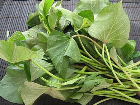 Chống ung thư: Thân cây khoai lang rất giàu các nguyên tố vi lượng, có khả năng chống ung thư và ngăn ngừa ung thư rất hiệu quả. Ảnh Internet