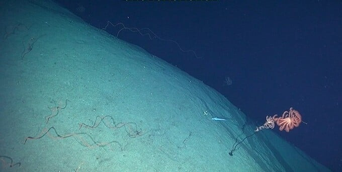 RGR là một hòn đảo chìm dưới nước với sự giàu có của các khoáng chất quý