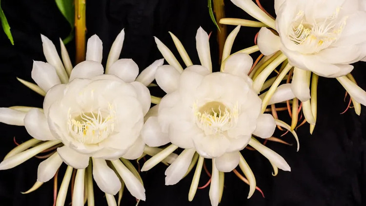 Không chỉ nổi tiếng bởi vẻ đẹp, Nữ hoàng bóng đêm còn là được cho là một trong những loài hoa có mùi thơm nhất trên thế giới. Mỗi khi chúng nở khiến không khí xung quanh chúng tràn ngập một mùi thơm khó cưỡng. Đáng tiếc là điều này chỉ kéo dài trong một hoặc hai giờ.