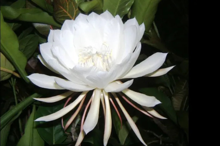 Không giống như những loài thực vật khác cũng nở hoa vào ban đêm và duy trì được bông hoa trong một thời gian dài. Hoa của cây xương rồng Epiphyllum chỉ nở vào một đêm duy nhất và sẽ tàn vào sáng ngày hôm sau.