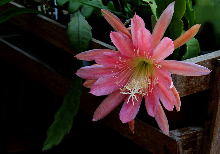 Với đặc tính kỳ lạ của mình, Epiphyllum Oxypetalum luôn thu hút sự quan tâm và sự hiếu kỳ của du khách. Nhiều khu rừng tại Mexico, Trung Mỹ và Antilles trồng loại hoa này để thúc đẩy du lịch cũng như tăng sự quan tâm từ khách du lịch mọi nơi trên thế giới.