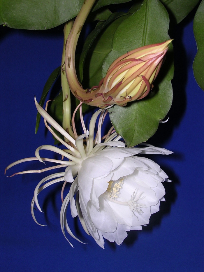 Việc dự đoán và canh hoa Epiphyllum nở là một thử thách khá khó khăn và không phải ai cũng làm được. Theo nhiều nguồn tin cây hoa này thường ra hoa vào mùa xuân và mùa hè. Thế nhưng cũng có ý kiến cho rằng bông hoa ra hoa và những đêm trăng tròn hoặc sau những cơn mưa. Ảnh Techz