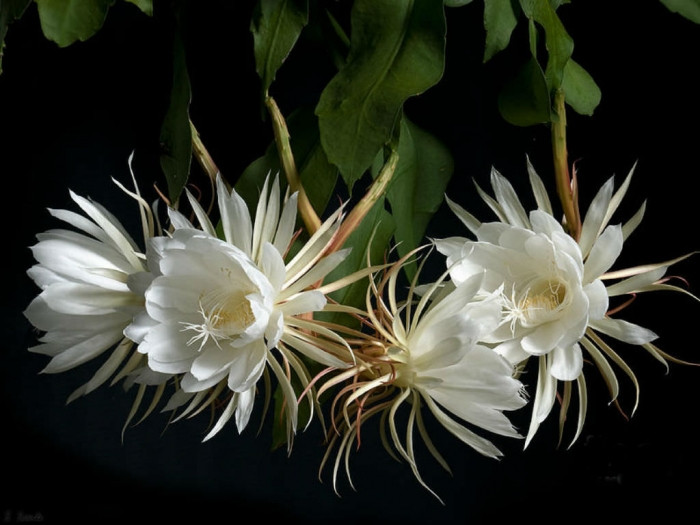 Hầu như quanh năm, Epiphyllum Oxypetalum trông không khác gì những cây xương rồng thông thường. Hoa của lan xương rồng chỉ nở vào ban đêm vì dơi là loài thụ phấn chính của cây, nhưng các nhà khoa học hiện vẫn chưa xác định được tại sao điều này chỉ xảy ra ở Epiphyllum duy nhất một đêm trong năm. Ảnh Techz