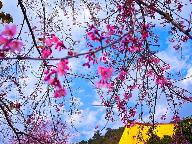 Mai anh đào khoe sắc trên triền núi đá, nhuộm hồng cả một góc trời ở Lũng Cú, Hà Giang như tô điểm thêm sắc Xuân cho vùng biên cương, nơi địa đầu Tổ quốc. Ảnh Trọng Chính