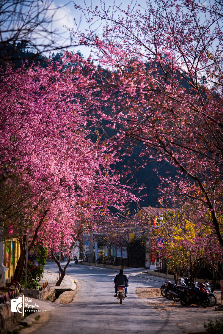 Những ngày có nắng, bầu trời xanh ngắt và trong vắt càng khiến sắc hồng rực rỡ của mai anh đào trở nên nổi bật.