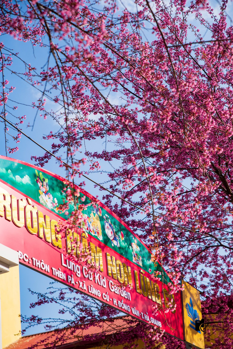 Mai anh đào ở Hà Giang thường nở muộn hơn những nơi khác (khoảng cuối tháng 1 đầu tháng 2 hằng năm). Thế nhưng năm nay, ngay từ những ngày đầu tháng 1, mai anh đào đã bắt đầu khoe sắc hồng.Ảnh Đức Nguyễn