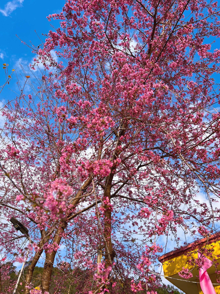 Những cây hoa mai anh đào có nguồn gốc từ Nhật Bản được trồng quanh trường Mầm non Lũng Cú khoe sắc hồng rợp cả một góc đường. Ảnh Trọng Chính
