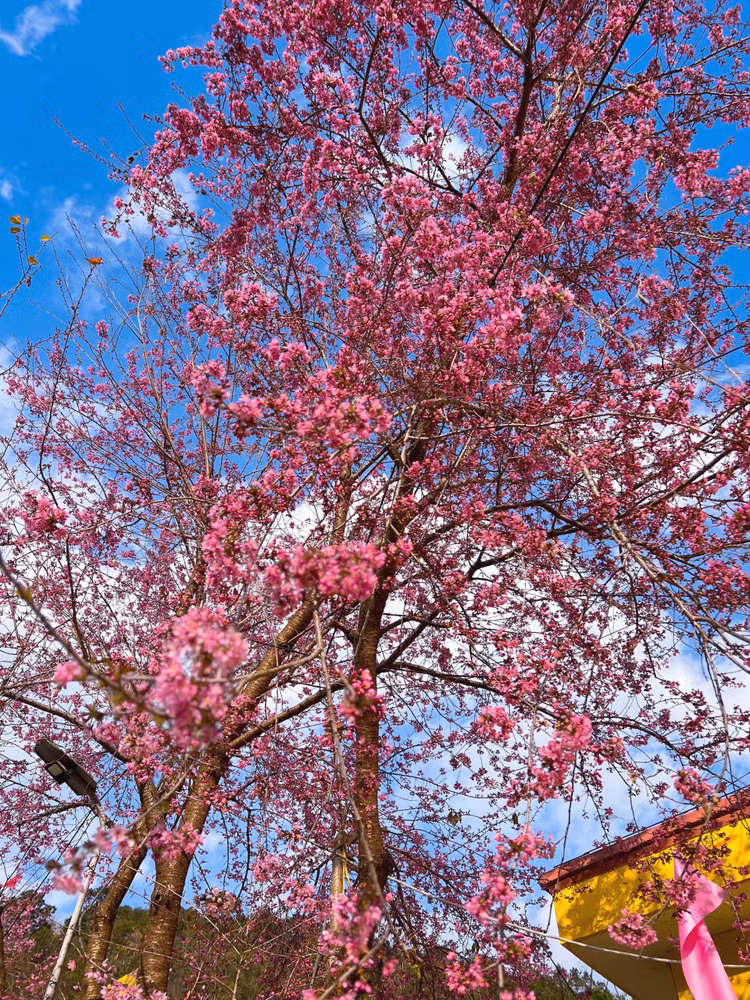 Những cây hoa mai anh đào có nguồn gốc từ Nhật Bản được trồng quanh trường Mầm non Lũng Cú khoe sắc hồng rợp cả một góc đường. Ảnh Trọng Chính