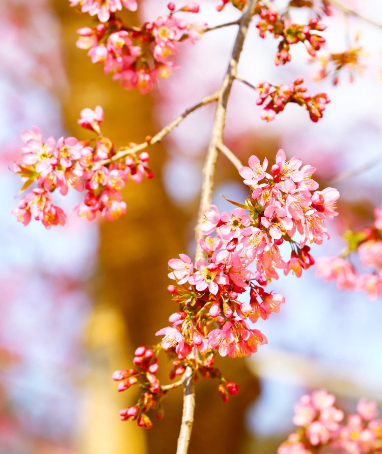 Những cây hoa mai anh đào bung nở rực rỡ tới mức &quot;không kịp cản&quot;. Ảnh Trọng Chính