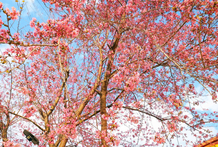 Hoa đào Hà Giang là đào phai năm cánh, màu không đỏ thắm mà chỉ phớt hồng. Những cành anh đào uốn cong, mềm mại buông hoa rủ mình đung đưa trong gió, vừa chớm tay người với. Trời càng lạnh, hoa lại càng tươi và nở đẹp hơn. Ảnh Trọng Chính