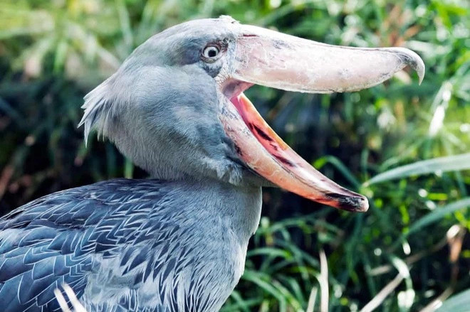 Cò mỏ giày chủ yếu sống đơn độc, nhưng ghép đôi trọn đời và đẻ 3 quả trứng trong một ổ.