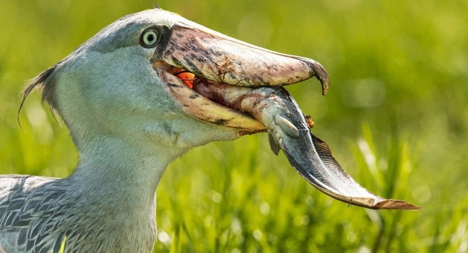 Do sự cạnh tranh giữa các con non, chỉ có một con chim non sống sót tới tuổi trưởng thành. Đó thường là con non nở đầu tiên và lớn hơn, có thể cạnh tranh thức ăn với em nó hoặc giết chết chúng. Ảnh Internet