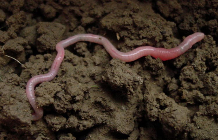 Vì sao giun đất bị đứt đoạn lại &quot;tái sinh&quot; được?