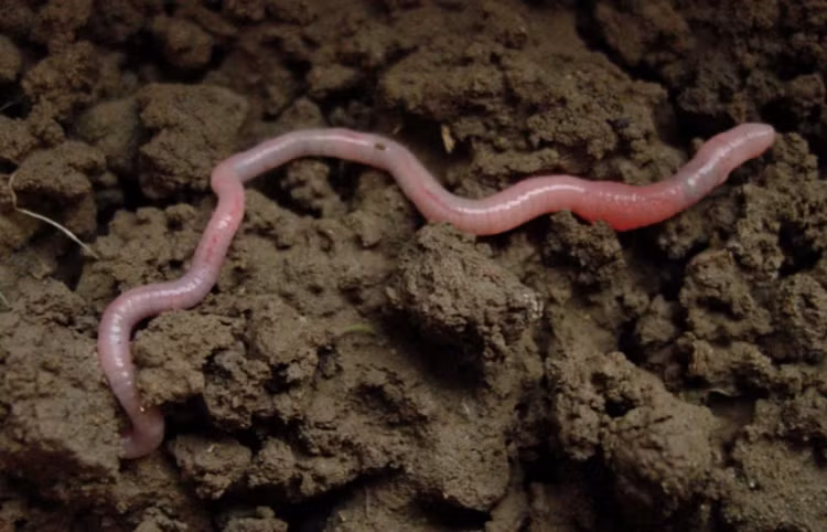 Vì sao giun đất bị đứt đoạn lại "tái sinh" được? Vì sao giun đất bị đứt đoạn lại "tái sinh" được?