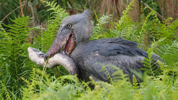 Cò mỏ giày có tên khoa học Balaeniceps rex, thường sống trong những đầm lầy ở Đông Phi, chuyên ăn cá và bò sát. Ảnh BBC
