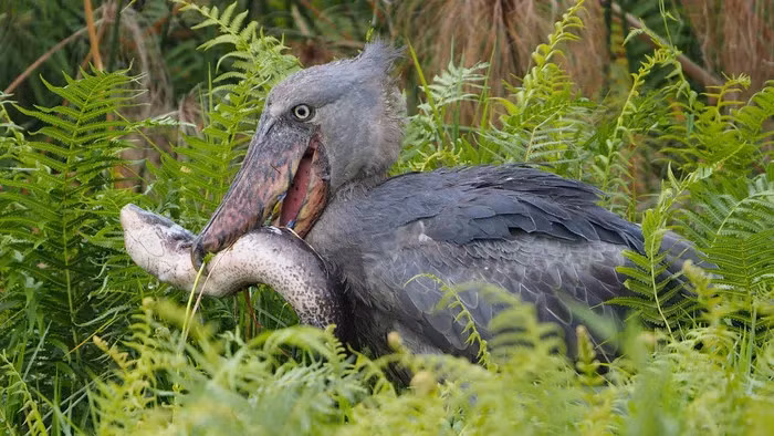Cò mỏ giày có tên khoa học Balaeniceps rex, thường sống trong những đầm lầy ở Đông Phi, chuyên ăn cá và bò sát. Ảnh BBC