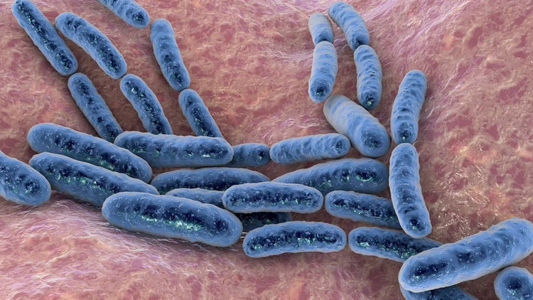 "Điểm mặt" 5 vi khuẩn có lợi đối với sức khỏe con người