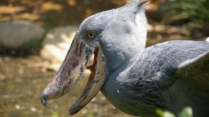 Cò mỏ giày có thể cao hơn 1,5 m và là động vật ăn thịt phục kích đáng sợ, chuyên đứng im trong đầm lầy trước khi lao thẳng xuống để nuốt chửng con mồi bằng chiếc mỏ khổng lồ.