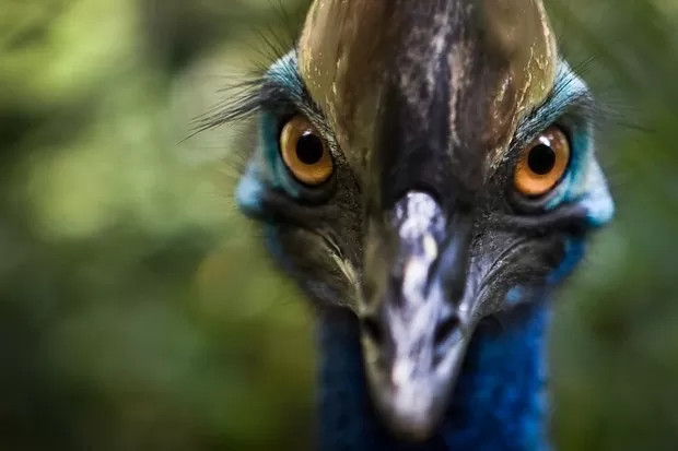 Chim Cassowary hay còn được biết đến với cái tên đà điểu đầu mào là thành viên duy nhất của họ Casuariidae. Đây là loài sinh vật bản địa của Australia, Papua New Guinea và một số đảo lân cận. Ảnh Internet Chim Cassowary hay còn được biết đến với cái tên đà điểu đầu mào là thành viên duy nhất của họ Casuariidae. Đây là loài sinh vật bản địa của Australia, Papua New Guinea và một số đảo lân cận. Ảnh Internet