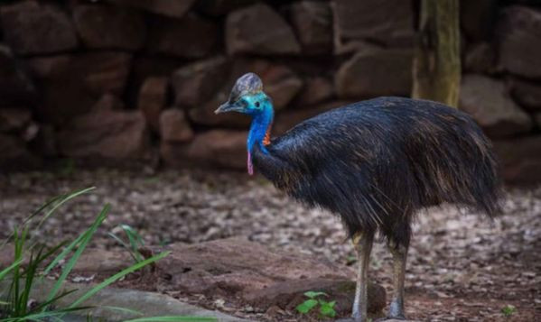 Chúng có thân hình giống như đà điểu, nhưng nhỏ hơn, thường có chiều cao từ 1,7- 1,8 mét, thậm chí một số cá thể có thể đạt tới 2 mét. Chúng có thân hình giống như đà điểu, nhưng nhỏ hơn, thường có chiều cao từ 1,7- 1,8 mét, thậm chí một số cá thể có thể đạt tới 2 mét.