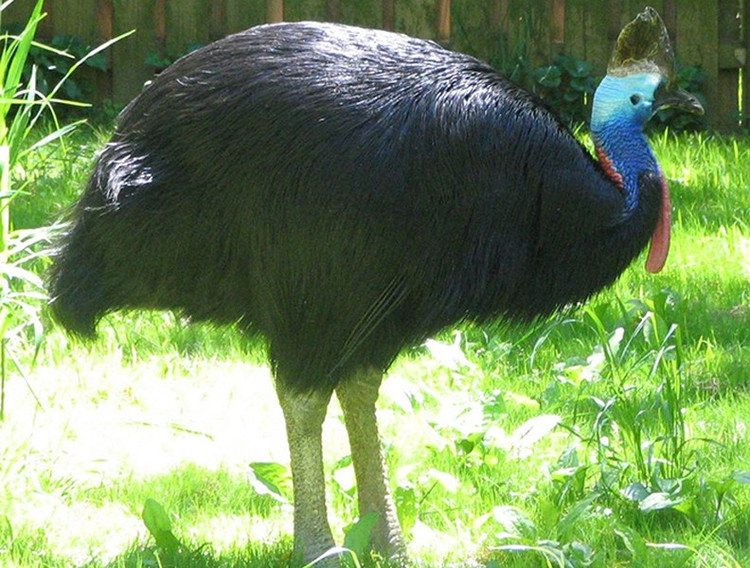 Cassowary là loài chim rất cảnh giác và nhận thức về lãnh thổ rất mạnh. Một khi chúng phát hiện có người lạ hoặc động vật xâm nhập vào lãnh thổ của chúng, chúng sẽ truy đuổi đến tận cùng để tấn công. Cassowary là loài chim rất cảnh giác và nhận thức về lãnh thổ rất mạnh. Một khi chúng phát hiện có người lạ hoặc động vật xâm nhập vào lãnh thổ của chúng, chúng sẽ truy đuổi đến tận cùng để tấn công.
