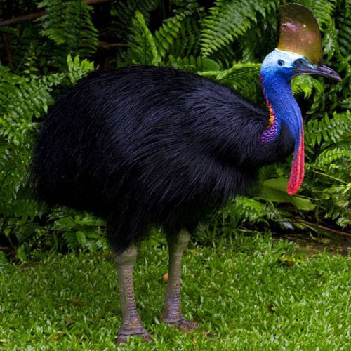 Cơ thể của đà điểu cassowary được bao phủ bởi lông đen, đầu và cổ có màu sáng. Mặt của chúng có màu xanh nước biển và sở hữu các thùy thịt đỏ treo quanh cổ. Ảnh Internet Cơ thể của đà điểu cassowary được bao phủ bởi lông đen, đầu và cổ có màu sáng. Mặt của chúng có màu xanh nước biển và sở hữu các thùy thịt đỏ treo quanh cổ. Ảnh Internet