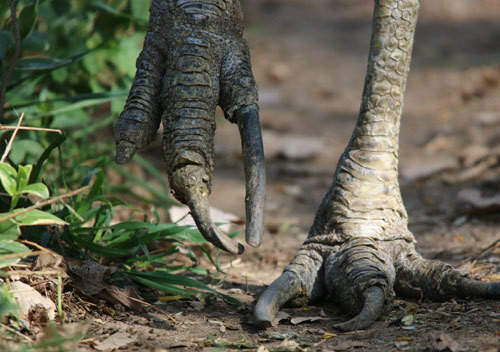 Chúng có chạy về phía trước với tốc độ 30 km/h, và có thể băng qua rừng với tốc độ khoảng 50 km/h khi bị quấy rầy. Ảnh AP Chúng có chạy về phía trước với tốc độ 30 km/h, và có thể băng qua rừng với tốc độ khoảng 50 km/h khi bị quấy rầy. Ảnh AP