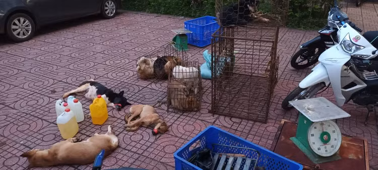 Số chó thu được và các dụng cụ sử dụng bắt trộm chó