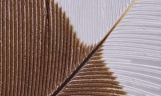 Cận cảnh chiếc lông đắt nhất thế giới. Ảnh Techz