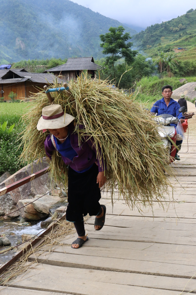 Ngày mùa vùng cao Tây Bắc.