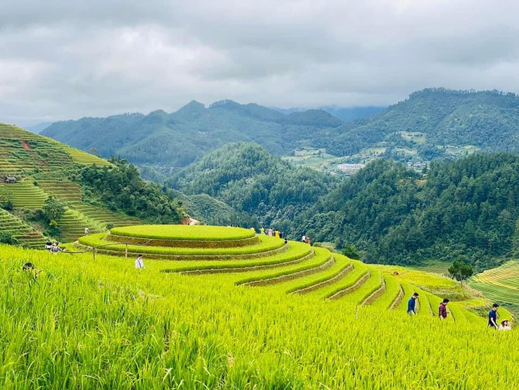 Tháng 9 và tháng 10 là thời điểm mùa lúa chín đạt đỉnh, khiến Mù Cang Chải trở nên sống động và quyến rũ hơn bao giờ hết. Ánh nắng mặt trời cuối thu soi rọi lên những cánh đồng ruộng, làm tôn lên sắc vàng tươi sáng của lúa chín.
