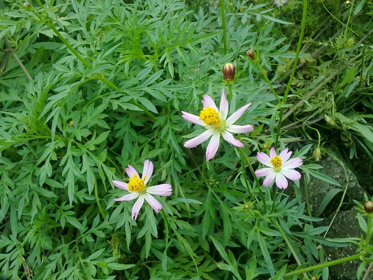 Đây là loài cây thân thảo thường mọc hoang theo bờ ruộng, trên vườn đất ẩm, trên nương, rẫy… Ảnh Internet