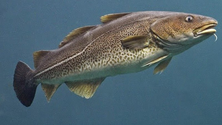 Cá tuyết. Ảnh Internet