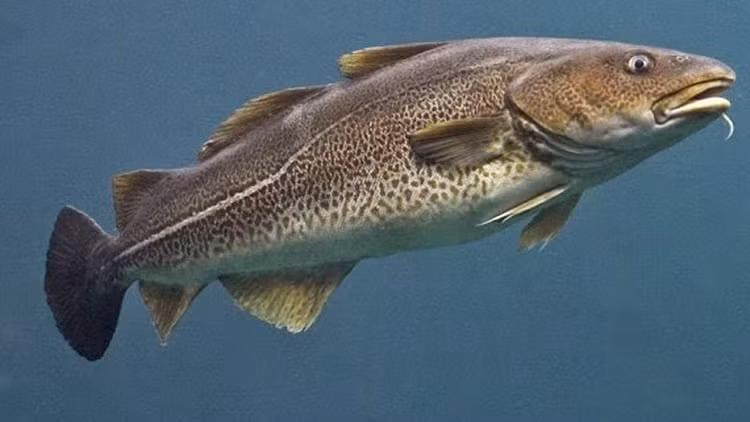 Cá tuyết. Ảnh Internet