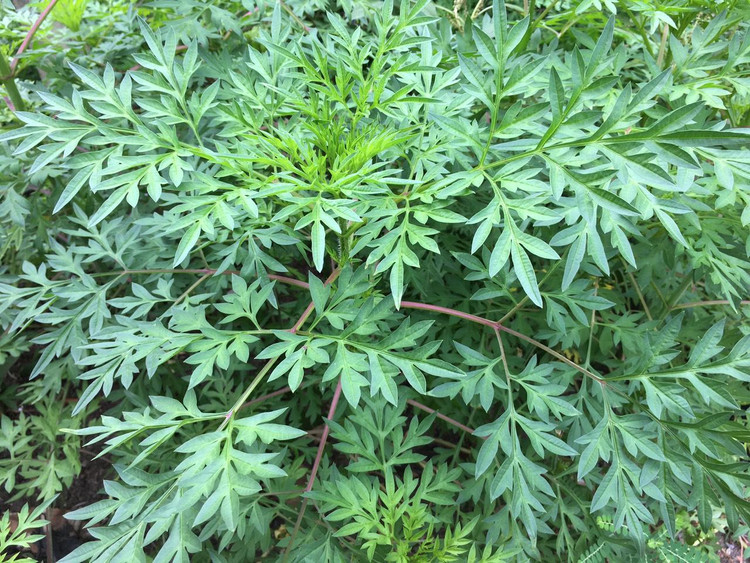 Rau nhái là loài thực vật thuộc Chi cúc tây có hoa màu hồng, mỗi hoa có 5-10 quả, lá kép 3 lần, mọc so le, gốc cuống phát triển thành bẹ. Ảnh Internet