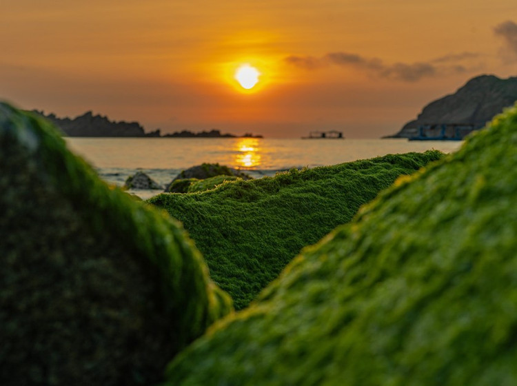 Cứ độ từ tháng giêng đến tháng 3 âm lịch hằng năm, nhiều ghềnh đá tại các vùng biển của tỉnh Bình Định nói chung và xã Nhơn Hải (TP. Quy Nhơn) nói riêng, lại khoác lên mình một vẻ đẹp như những bức tranh giữa màu xanh nước biển, màu đỏ nâu của đá và màu xanh của rêu, tạo nên sức quyến rũ đối với du khách. Ảnh Dũng Nhân