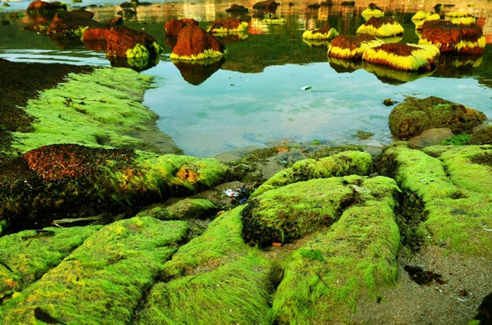 Đứng trên một tảng đá cao, chúng ta sẽ cảm nhận cái vị mằn mặn của gió biển, hướng tầm mắt ra xa nơi những con thuyền, những người dân lao động dập dềnh trên những con sóng. Nơi đây, từ lâu vẫn giữ được nét hoang sơ vốn có và vẻ đẹp của mùa rêu biển, nhưng ít ai biết đến để khám phá ra nét đẹp bấy lâu nay đã bị lãng quên của bãi biển này. Ảnh Baophapluat