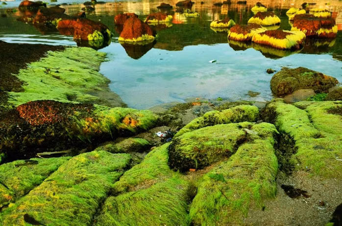 Đứng trên một tảng đá cao, chúng ta sẽ cảm nhận cái vị mằn mặn của gió biển, hướng tầm mắt ra xa nơi những con thuyền, những người dân lao động dập dềnh trên những con sóng. Nơi đây, từ lâu vẫn giữ được nét hoang sơ vốn có và vẻ đẹp của mùa rêu biển, nhưng ít ai biết đến để khám phá ra nét đẹp bấy lâu nay đã bị lãng quên của bãi biển này. Ảnh Baophapluat