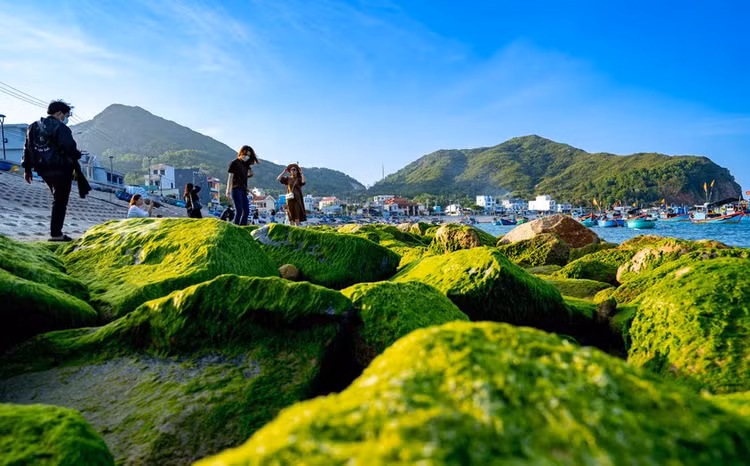 Những bãi rêu biển đẹp luôn là nơi có nhiều ghềnh đá, nước trong veo và thường là các bãi hẹp với lởm chởm đá. Ảnh plo