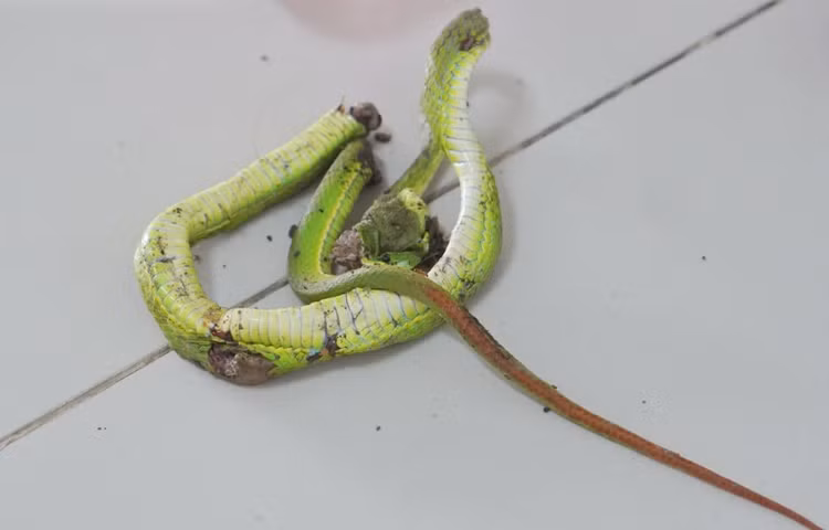 Rắn lục nhất là rắn lục đuôi đỏ là loài rắn độc, nọc độc của nó có thể đe dọa tính mạng của người bệnh. Ảnh BVCC