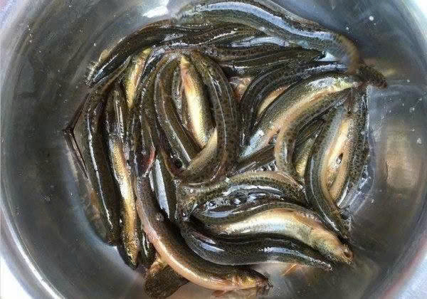 Bổ thận sinh tinh: Chạch rất giàu lysine là một thành phần thiết yếu để hình thành tinh trùng, vì vậy ăn chạch không chỉ thúc đẩy sự hình thành số lượng mà còn giúp cải thiện chất lượng tinh trùng. Đây là món ăn đặc biệt tốt cho nam giới.