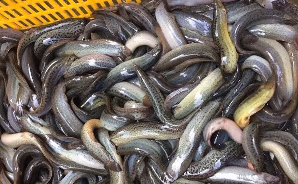 Cá chạch có nhiều tên gọi khác nhau như thu ngư, hòa thu, nê thu..., tên khoa học của nó là Misgurnus anguillicaudatus (Cantor). Ảnh minh họa