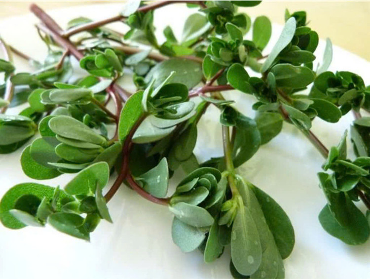 Rau sam là loại rau có nhiều công dụng vì các bộ phận của cây như thân, lá và nụ hoa đều có thể sử dụng được. Với vị hơi chua và mặn đặc trưng, rau sam thường được sử dụng để chế biến các món ăn như: Salad, rau sam luộc, canh rau sam,.... Ảnh minh họa