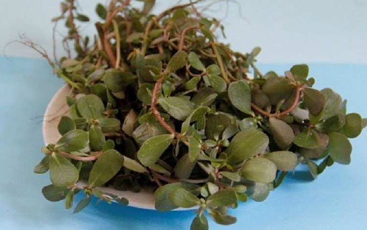 Không chỉ là loại thực phẩm ngon mà rau sam còn có nhiều công dụng khác tốt cho sức khoẻ được nhiều người tin dùng. Ảnh minh họa