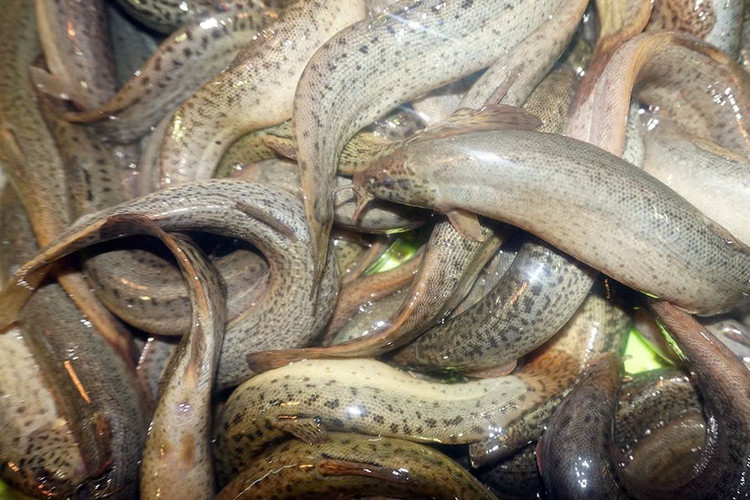 Không chỉ giàu chất dinh dưỡng, thịt cá chạch còn là kho thuốc quý. Ảnh minh họa