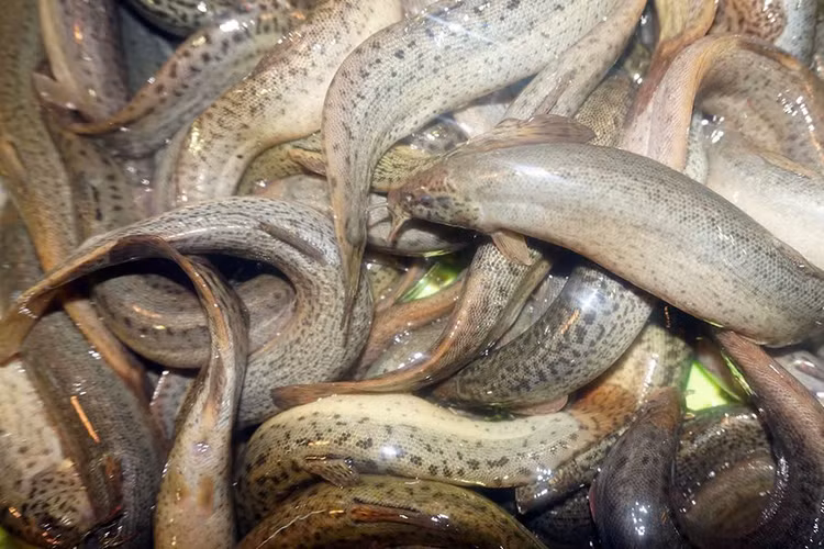 Không chỉ giàu chất dinh dưỡng, thịt cá chạch còn là kho thuốc quý. Ảnh minh họa